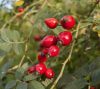 Rosehips Dried Berries Whole