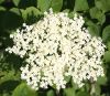 Elder Flower Whole