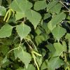 Birch leaves