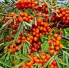 Sea Buckthorn Dried Berries Whole