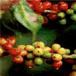 Sell Coco Coffe Cashew...