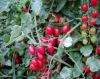 Sell grape tomato seeds 3