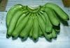 Sell Top Quality Green Cavendish Bananas