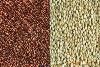 Sell sorghum