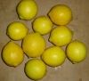 Sell Fresh Lemon
