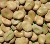 Sell Broad Beans Faba ...
