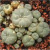 Sell Lophophora Williamsii Seeds