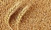 Sell  Durum Wheat, Fee...