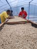 Sell Green bean Java preanger Coffee beans