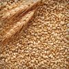 Sell instant natural flakes and groats from oat, corn, barley, wheat