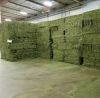 Sell  ALFALFA HAY BEST...