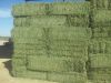 Sell  ALFALFA HAY BEST...