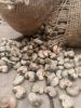 Raw Cashew