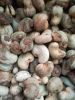 Raw Cashew