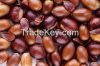 BEECH NUT