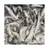 Frozen Sardine for Fis...
