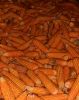 Yellow Corn - Animal F...