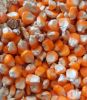 Yellow Corn - Animal F...
