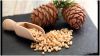 Cedar Nuts Kernel, Pin...