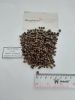 Black Pepper