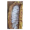 Selling High Grade Organic Dried Cocoa Beans