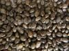 Selling castor seeds