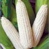 Selling Best Grade White Corn Maize For Animal Feed White Maize Corn