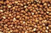 Selling Hazel Nuts 