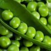 Green Peas Best Quality Dried Whole Pigeon Peas