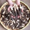 Sinocharm Mushrooms Mu Er Mushroom Black Mushroom Frozen Black Fungus Strips IQF