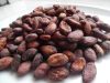 FERMENTED FINE COCOA BEANS (Criollo)