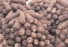 Shea butter