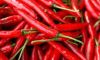 CHILLI PEPPER, RED BELL PEPPER, CAYENNE PEPPER, TATASHE, SHOMBO,