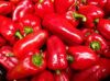 CHILLI PEPPER, RED BELL PEPPER, CAYENNE PEPPER, TATASHE, SHOMBO,