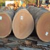 timber logs,