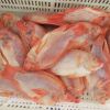 Seafood Fresh Frozen Red Tilapia Fish Red Snapper Tilapia Fish