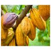 Cacao