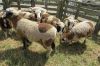 DORPER SHEEP  FOR SALE, livestock for sale online 