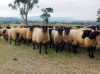 DORPER SHEEP  FOR SALE, livestock for sale online 