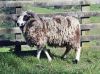 DORPER SHEEP  FOR SALE, livestock for sale online 