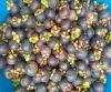 Mangosteen