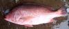 RED SNAPPER