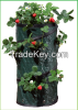 Strawberry Planting Ba...