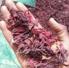 Dried Hibiscus Flower