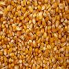 Quality and Sell High-Quality Hot Sale Non-Gmo Feed Grade Corn Protein Meal / Zein / Corn Gluten 