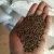 Quality and Sell Whole Cassia Tora Seeds