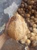 Coconut Semi Husked Fr...