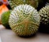 Fresh Musang King Durian From Vietnam-Best Selling Product and High Quality (HuuNghi Fruit)