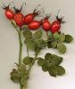 Pure Plant Extract Cosmetic Rosehip Essential