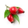 Pure Plant Extract Cosmetic Rosehip Essential
